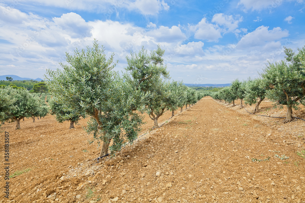The traditional plantation of olive trees. Provence, France 