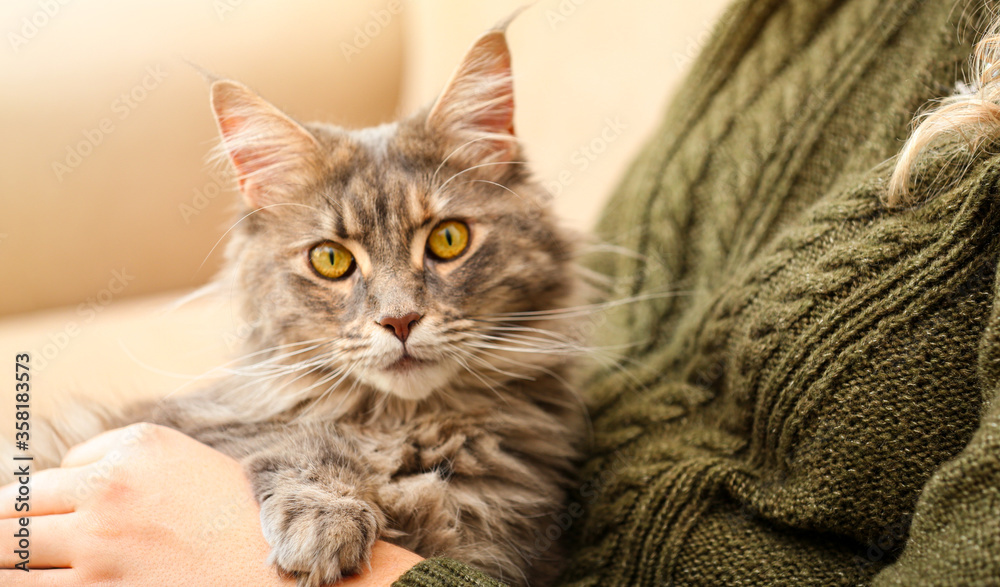 Woman with her cute Maine Coon cat at home, closeup. Lovely pet