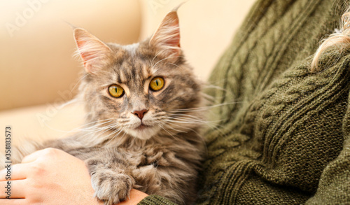 Woman with her cute Maine Coon cat at home, closeup. Lovely pet © New Africa