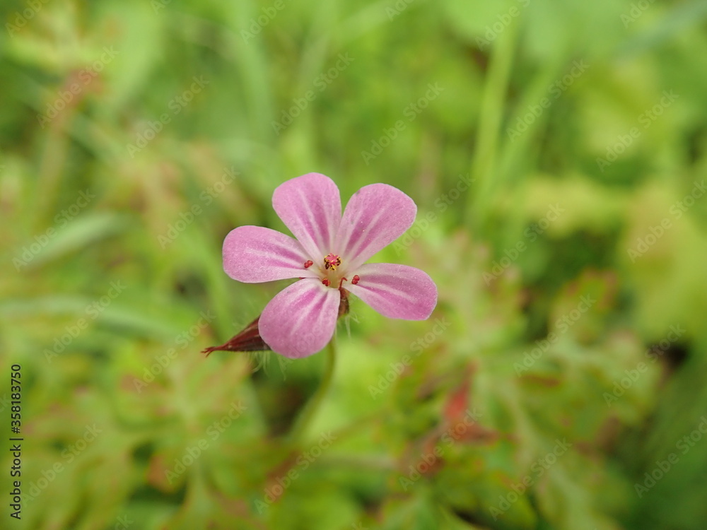 Fototapeta premium Bodziszek cuchnący - Geranium robertianum