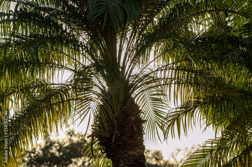 Palm tree trunk surrounded by its fronds