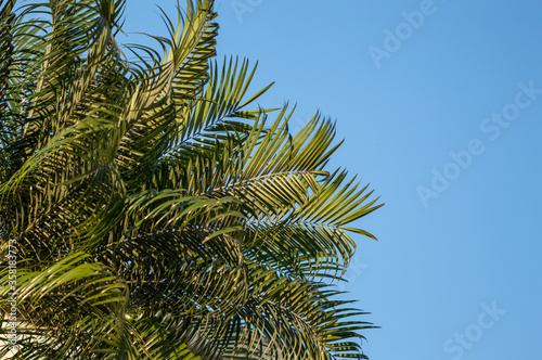 Fronds on a palm tree isolated against the blue sky
