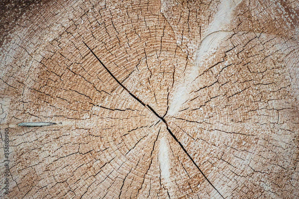 Fototapeta premium cut logs close up