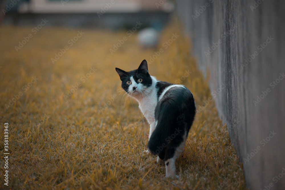 Black and white cat with scared look in a garden.