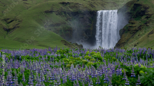 Fototapeta Naklejka Na Ścianę i Meble -  Colorful lupine fields in front of the iconic Skógafoss waterfall in South Iceland. 