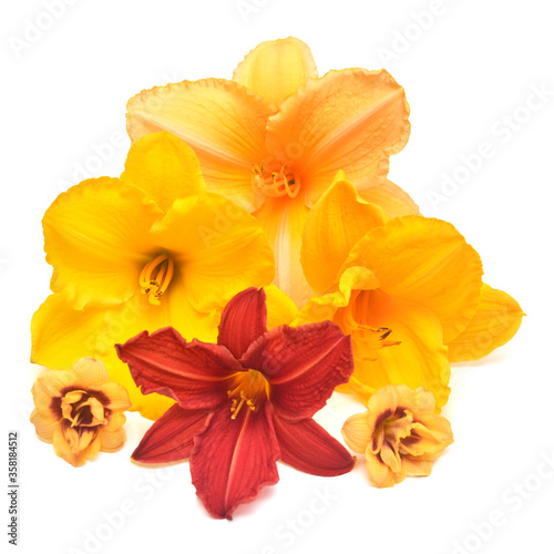 Collection of red, orange and yellow hemerocallis isolated on a white background