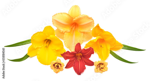 Collection of red, orange and yellow hemerocallis isolated on a white background
