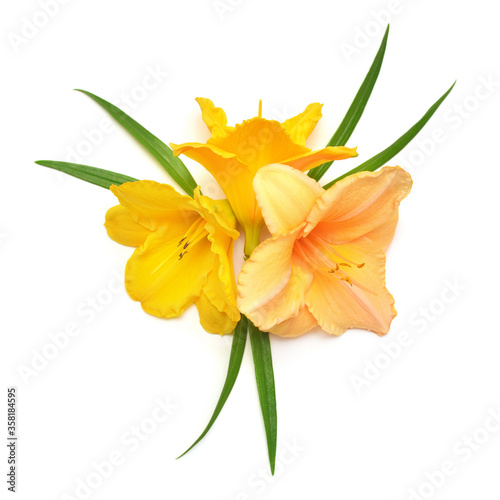 Beautiful and stylish daylily flowers isolated on white background. Flat lay, top view
