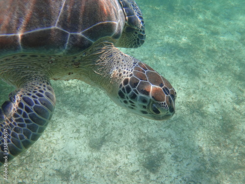 TORTUGA MARINA EN AKUMAL