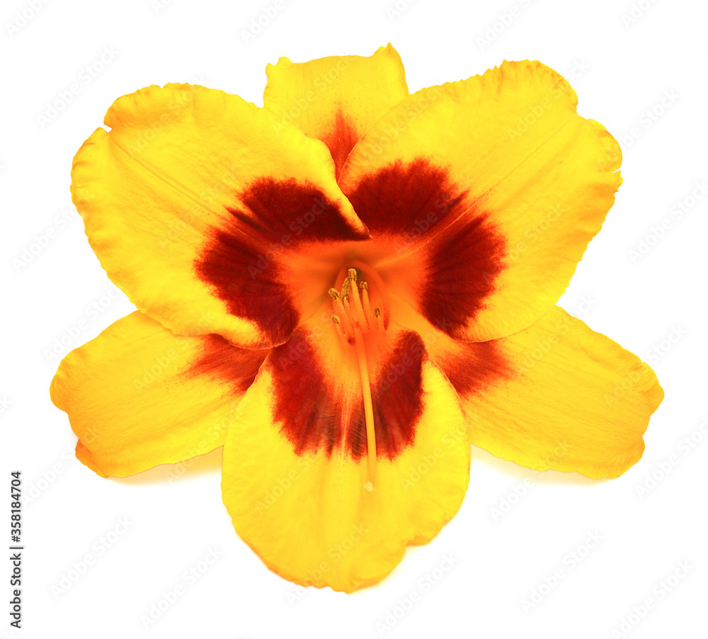 Yellow hemerocallis day-lily isolated on a white background Yellow hemerocallis day-lily isolated on a white background