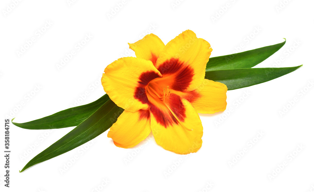 Yellow hemerocallis day-lily with twig isolated on a white background