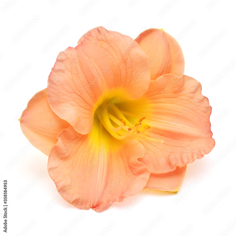 Yellow-pink flower hemerocallis daylily isolated on a white background