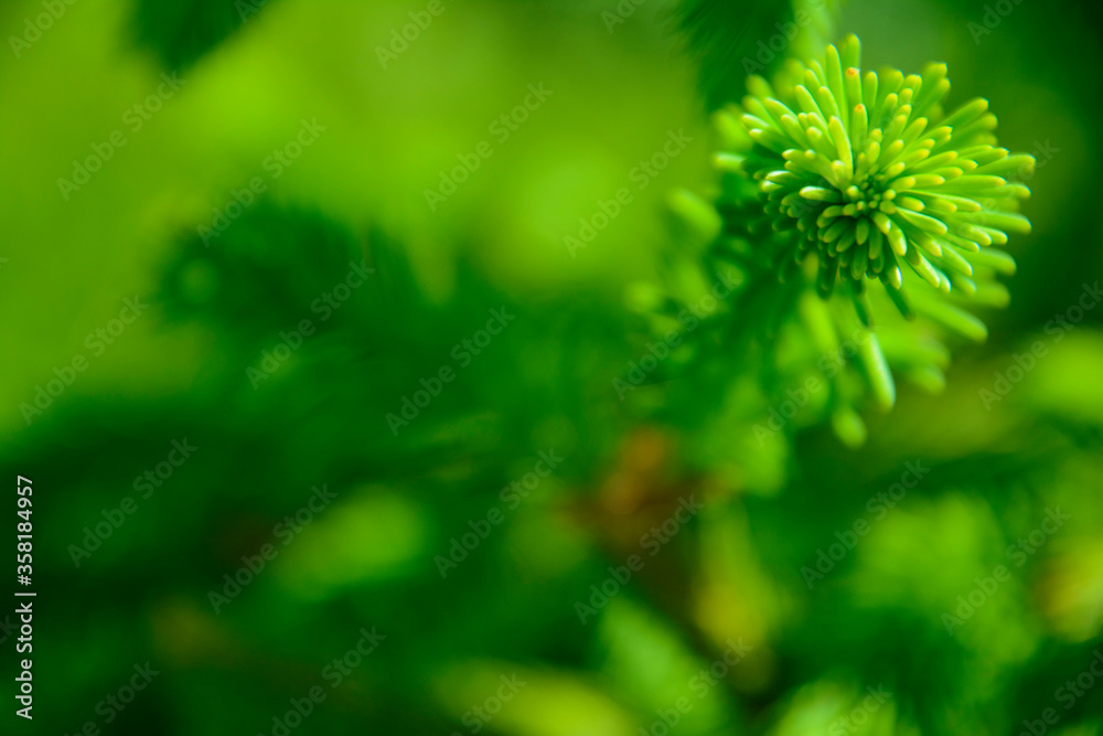 Green abstract background of fir branch with a young shoot in spring.