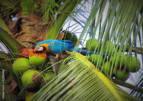 A arara-canindé é uma ave psittaciforme da família Psittacidae.
Conhecida também como arara-de-barriga-amarela, canindé, arara-amarela e ara-arauna. É um dos psitacídeos mais espertos.(Ara ararauna) photo