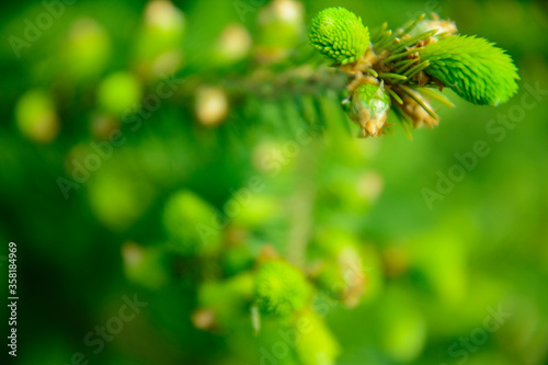 Green abstract background of fir branch with a young shoot in spring.