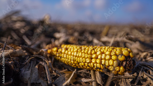 Dried corn in an open field