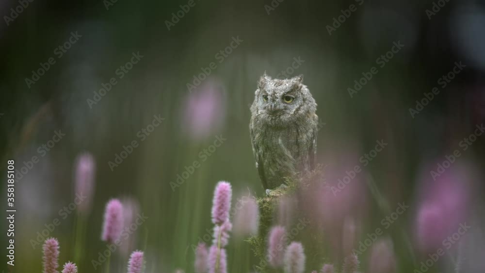Eurasian scops owl (Otus scops) resting on a tree trunk in a meadow full of flowers. Eurasian scops owl (Otus scops) resting on a tree trunk in a meadow full of flowers.