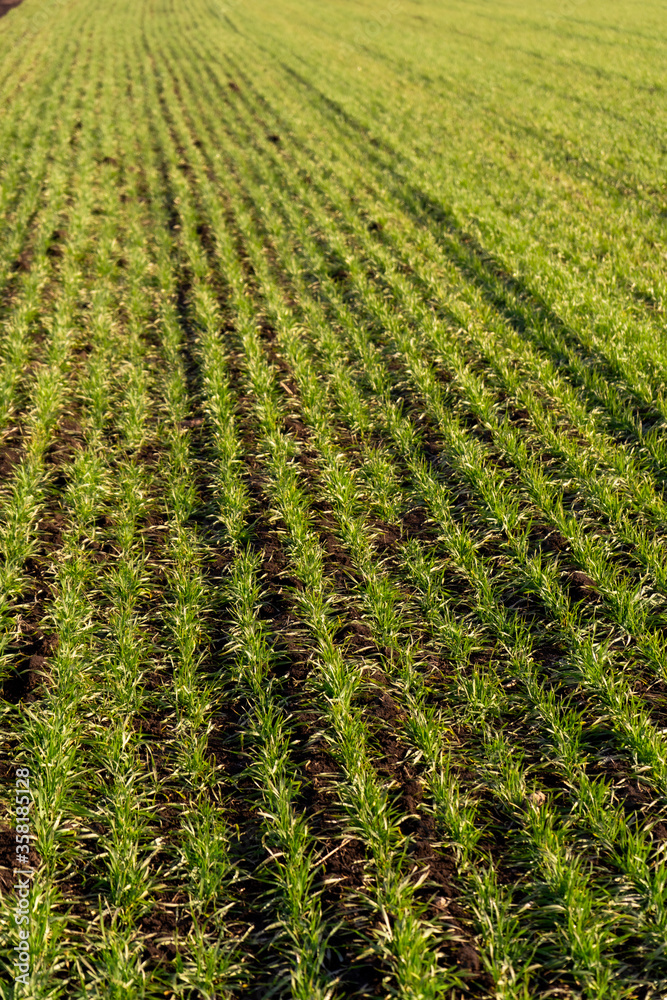 Green wheat on the field. Young wheat background.
Green wheat on the field. Young wheat background.