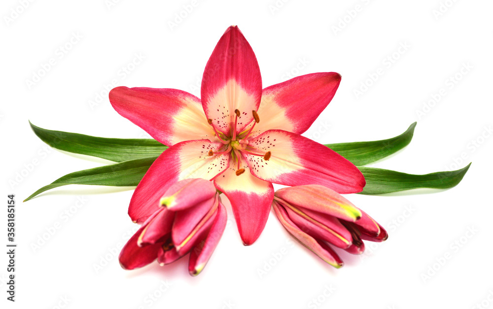 Beautiful delicate pink lily macro with leaf and bud isolated on white background. Wedding, bride. Fashionable creative floral composition. Summer, spring. Flat lay, top view. Love. Valentine's Day