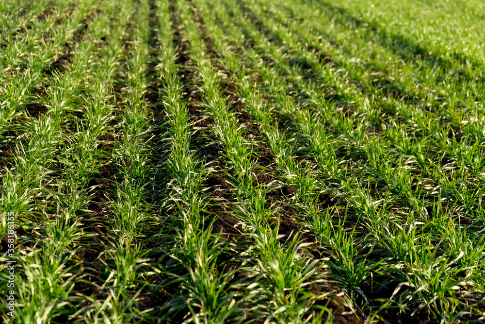 Green wheat on the field. Young wheat background.

