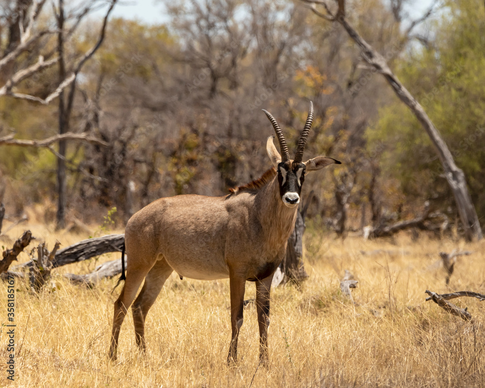 Roan antelope standing in the dried grass Roan antelope standing in the dried grass