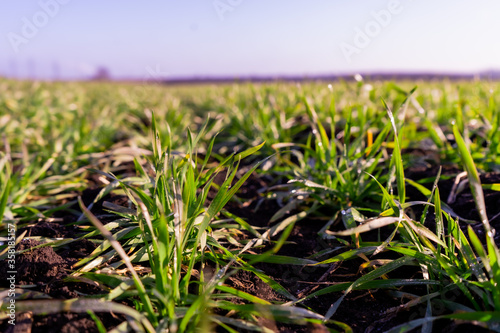 Green wheat on the field. Young wheat background. 