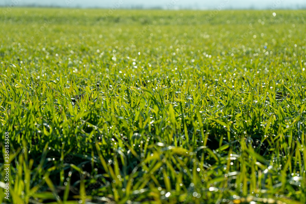 Green wheat on the field. Young wheat background.
Green wheat on the field. Young wheat background.