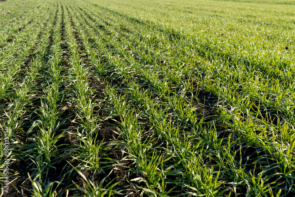Green wheat on the field. Young wheat background.
Green wheat on the field. Young wheat background.