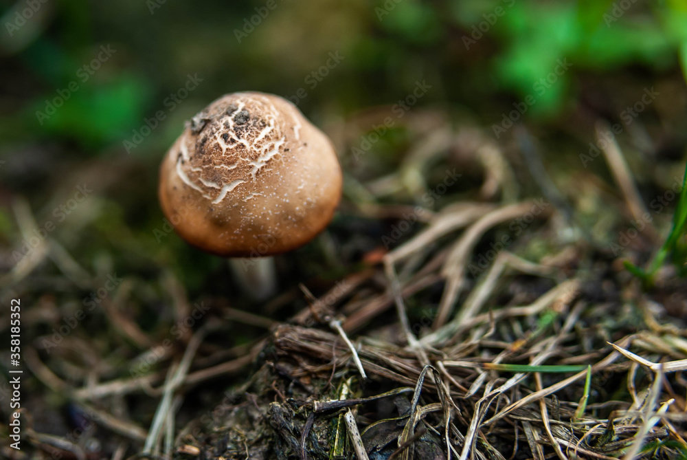 mushroom in the forest mushroom in the forest