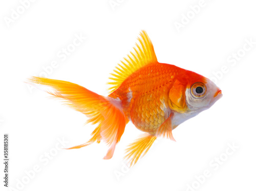 Beautiful bright small goldfish isolated on white