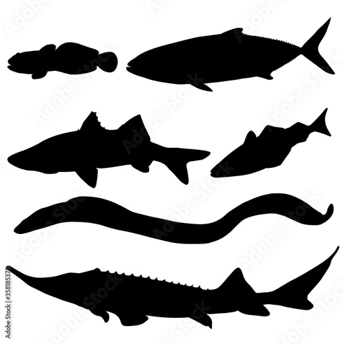 Set of sea fish. Goby, Saida, Sevryuga, snook, horse mackerel, sea eel. Vector image.