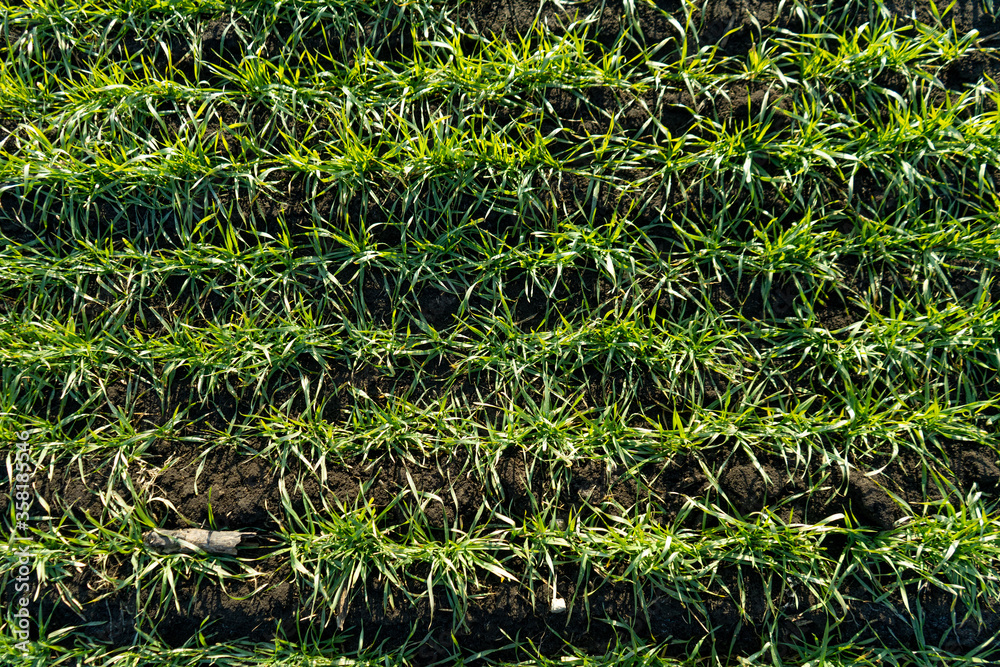 Green wheat on the field. Young wheat background.
Green wheat on the field. Young wheat background.