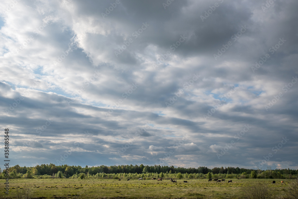 Pasture of cows. Summer pastoral landscape with a cloudy sky.