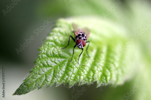 fly on leaf © Pavel