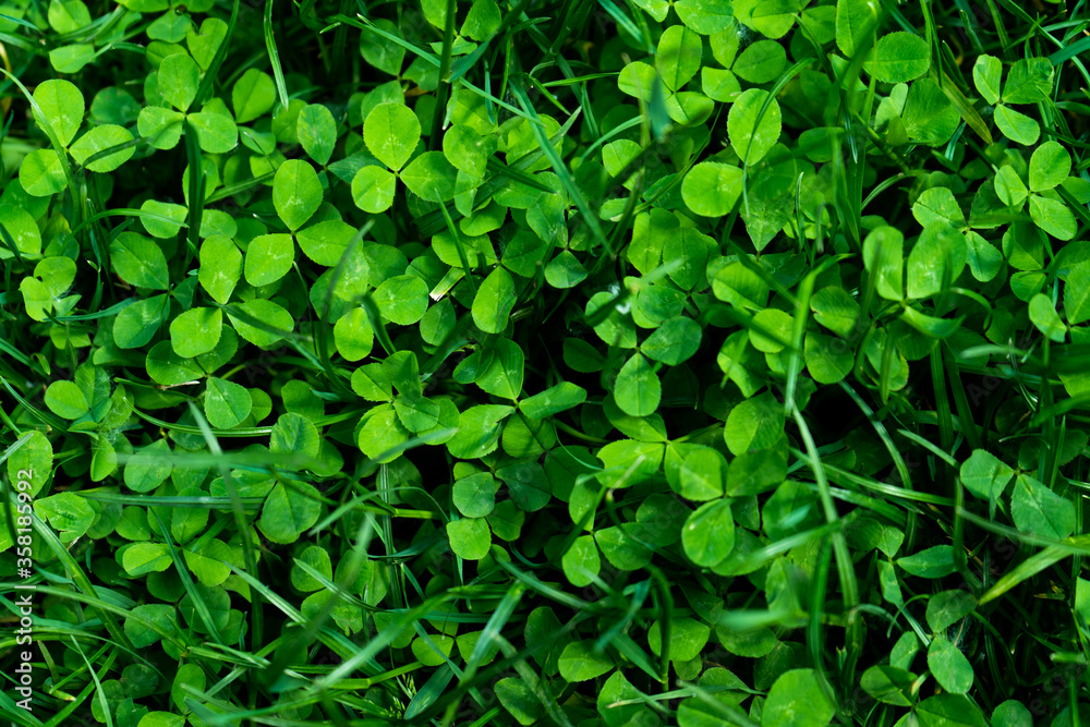 Spring green grass in the meadow Spring green grass in the meadow