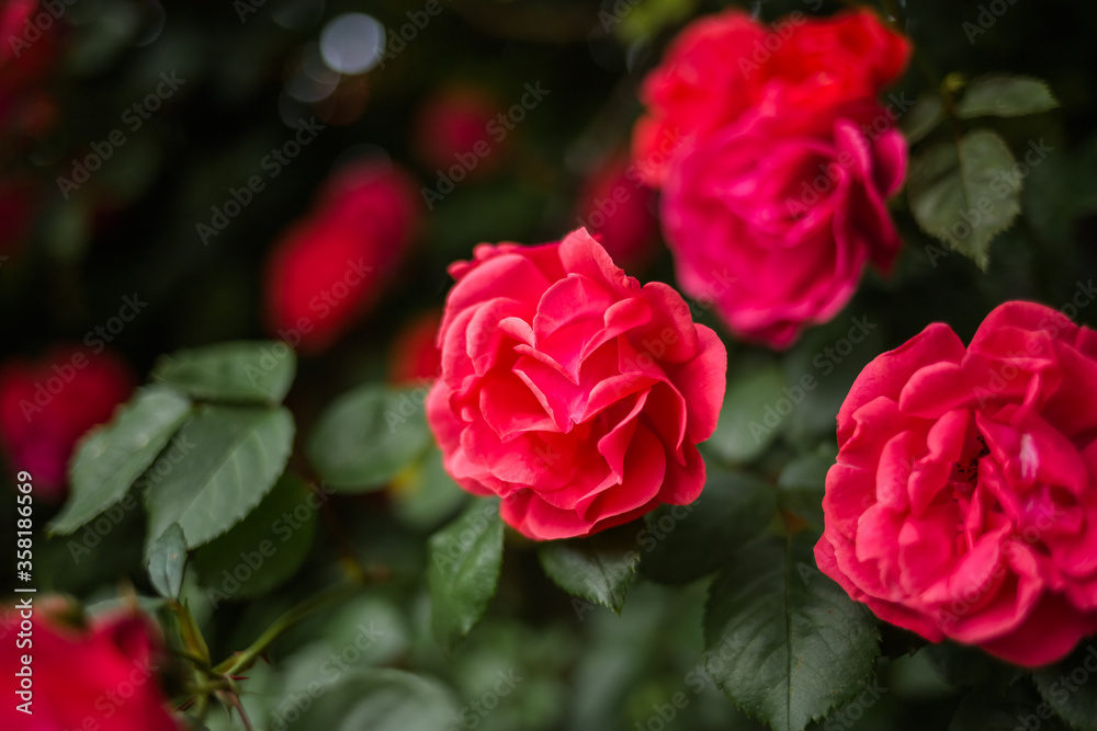 beautiful red rose close up beautiful red rose close up