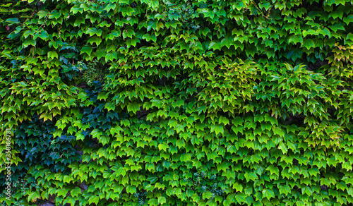 naturel Green leaves wall background