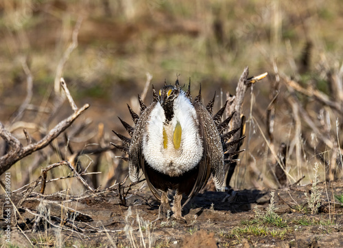 Sage Grouse 10