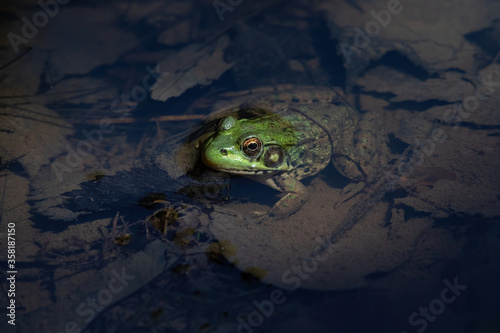 American bullfrog in a pond