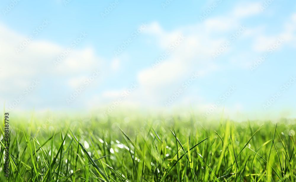 Lush green grass outdoors on sunny day