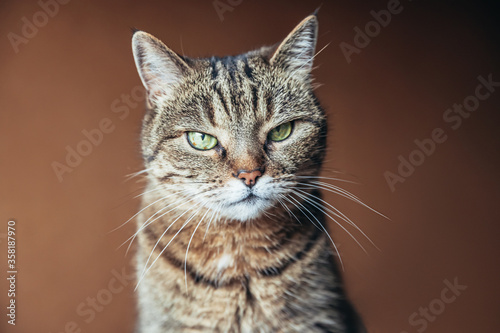 Funny portrait arrogant short-haired domestic tabby cat relaxing at home. Little kitten lovely member of family playing indoor. Pet care health and animal concept. © Юлия Завалишина
