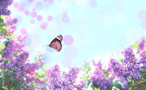 Beautiful blossoming lilac shrubs and amazing butterfly against blue sky © New Africa