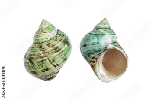 Canvas Print Periwinkle shells blue green on white with clipping path