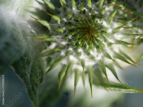 Distel Pflanze Grün Natur Makro