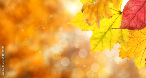 Beautiful autumn leaves outdoors on sunny day  space for text with bokeh effect. Banner design