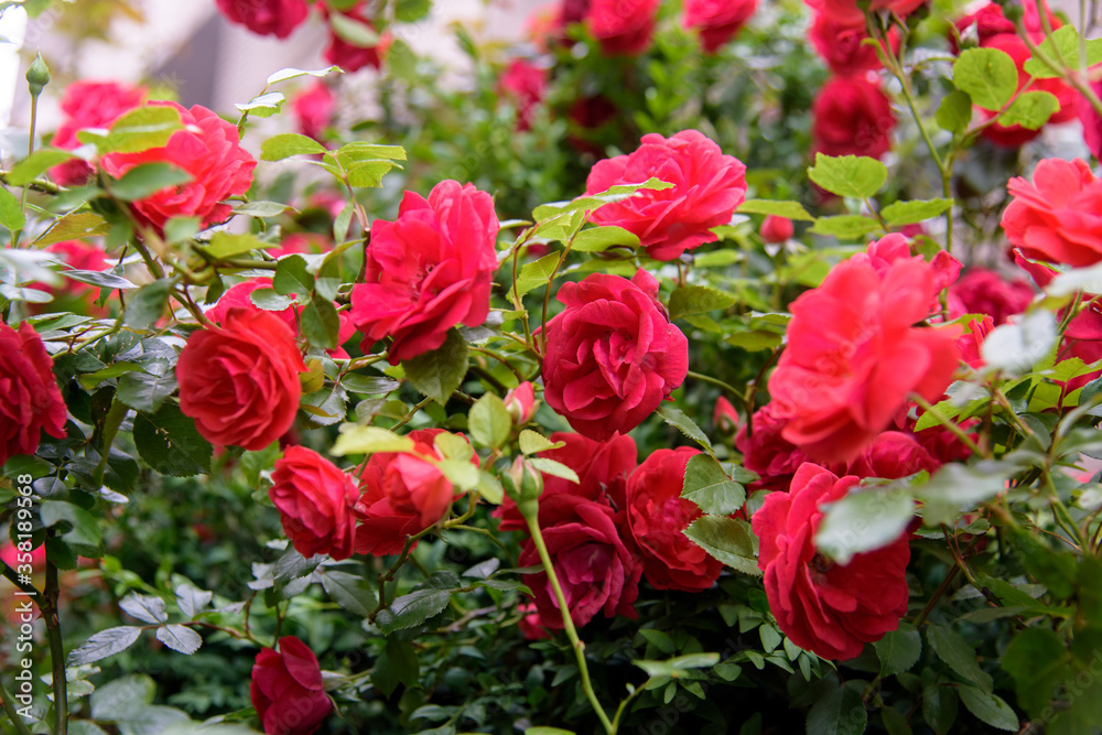 Closeup of rose bush flowers