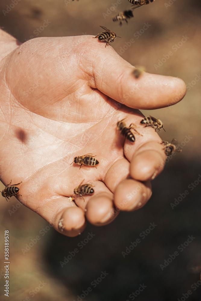 Obraz premium Honey bees in the hands of a beekeper