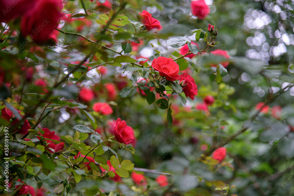 Closeup of rose bush flowers