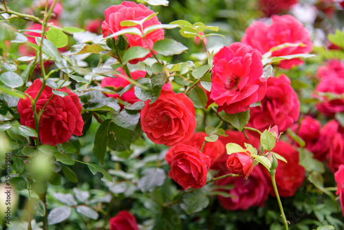 Closeup of rose bush flowers