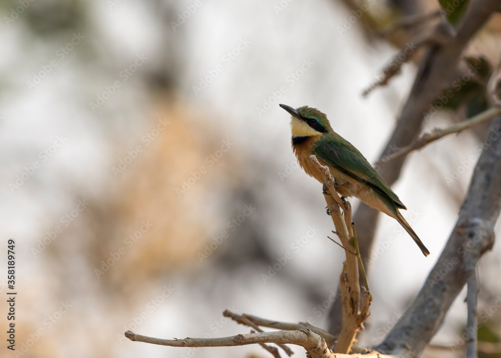 Obraz premium Little bee eater in a tree